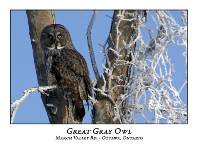 Great Gray Owl-001