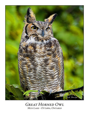 Great Horned Owl-001
