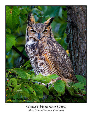 Great Horned Owl-002