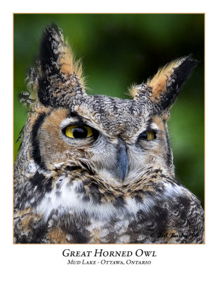 Great Horned Owl-003