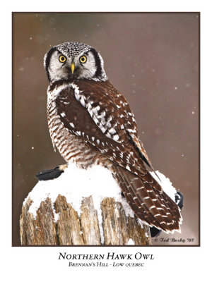 Northern Hawk-Owl-001