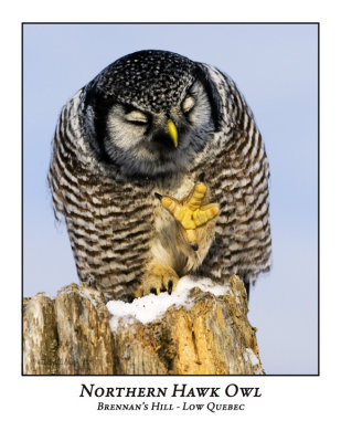 Northern Hawk-Owl-002