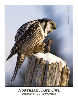 Northern Hawk-Owl-014