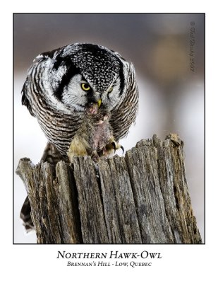 Northern Hawk-Owl-004