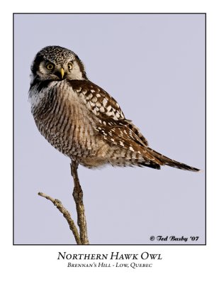 Northern Hawk-Owl-006