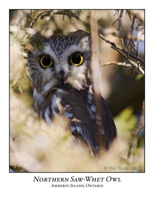 Northern Saw-whet Owl-001