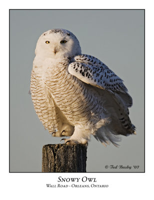 Snowy Owl-001
