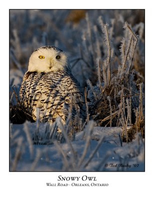 Snowy Owl-002