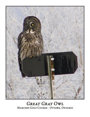 Great Gray Owl-002