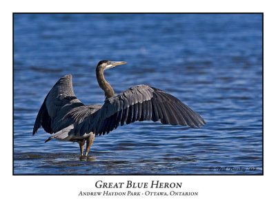 Great Blue Heron-001