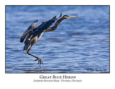 Great Blue Heron-005