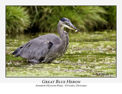 Great Blue Heron-007