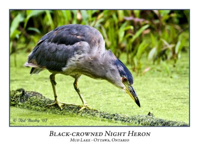 Black-crowned Night Heron-003