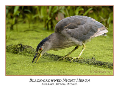 Black-crowned Night Heron-005