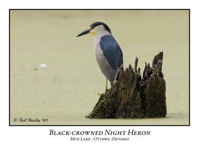 Black-crowned Night Heron-006