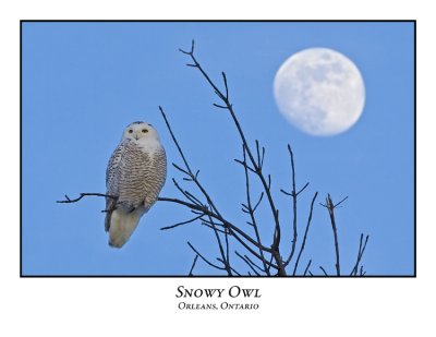Snowy Owl-004
