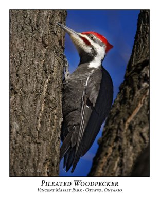 Pileated Woodpecker-003