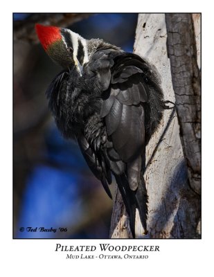 Pileated Woodpecker-004