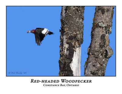 Red-headed Woodpecker-001