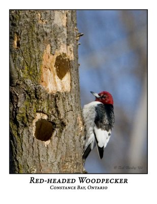 Red-headed Woodpecker-002