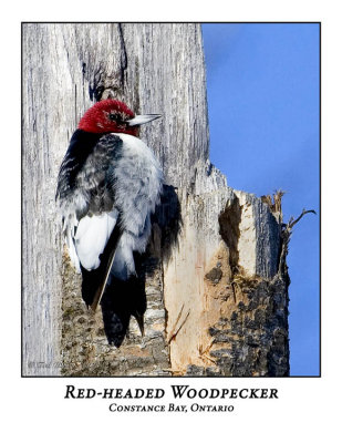Red-headed Woodpecker-003