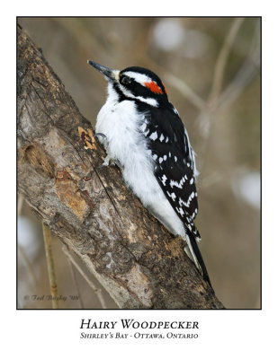 Hairy Woodpecker-002