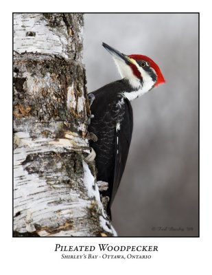 Pileated Woodpecker-005