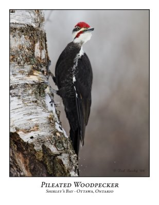 Pileated Woodpecker-006