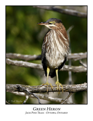 Green Heron-004