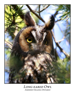 Long-eared Owl-001