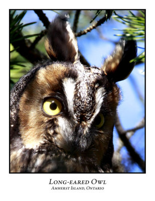 Long-eared Owl-002
