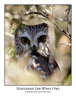 Northern Saw-whet Owl-002