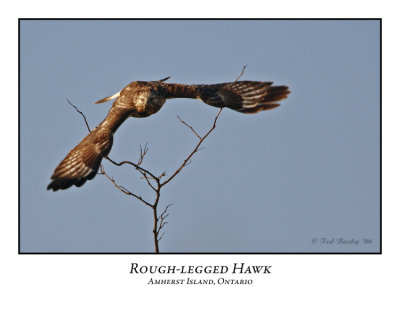 Rough-legged Hawks