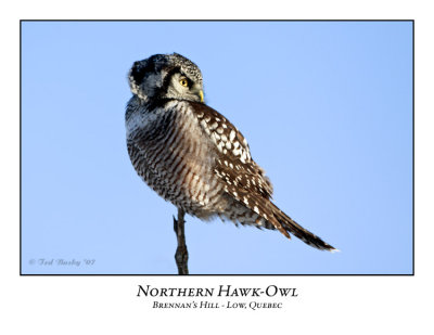 Northern Hawk-Owl-007