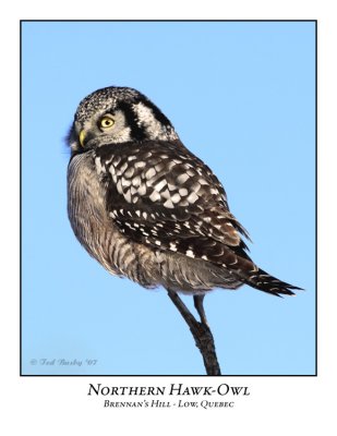 Northern Hawk-Owl-008