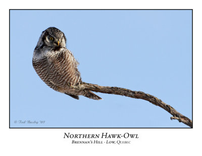 Northern Hawk-Owl-009