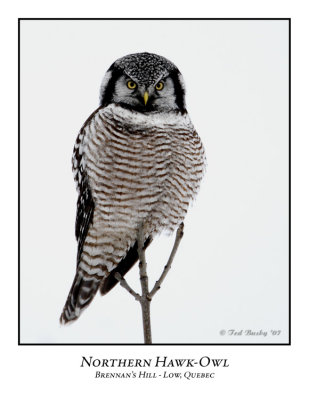 Northern Hawk-Owl-010