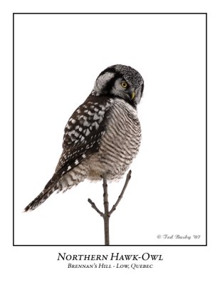 Northern Hawk-Owl-011