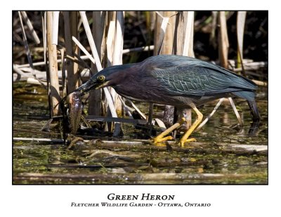 Green Heron-006