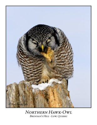 Northern Hawk-Owl-003