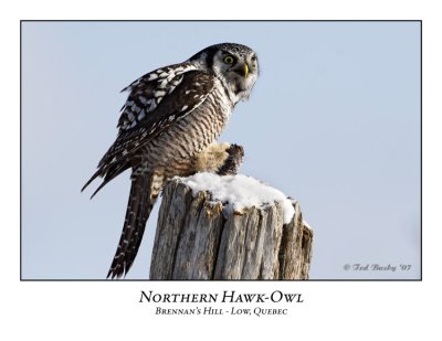 Northern Hawk-Owl-015