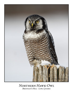 Northern Hawk-Owl-016