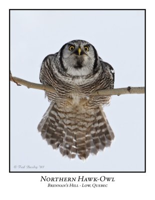 Northern Hawk-Owl-017