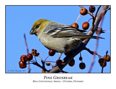 Pine Grosbeak-001
