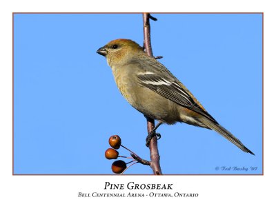 Pine Grosbeak-002