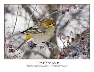 Pine Grosbeak-004