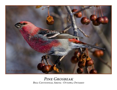 Pine Grosbeak-017