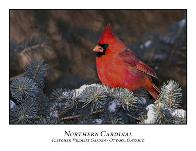 Northern Cardinal-002