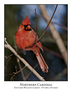 Northern Cardinal-004