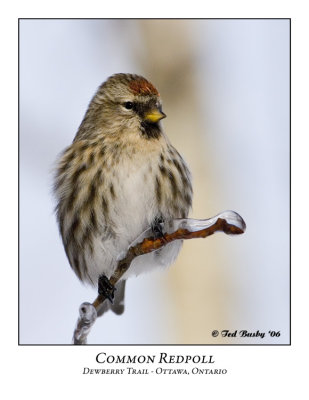 Common Redpoll-002